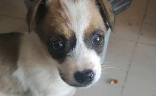 女生带著捡到的流浪狗去打疫苗，遭受取笑，老板一番话戳心坎