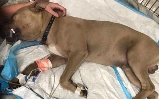 比特犬狂叫奔向小主人，竟叼出这条五颜六色蛇，第二天宣布没治