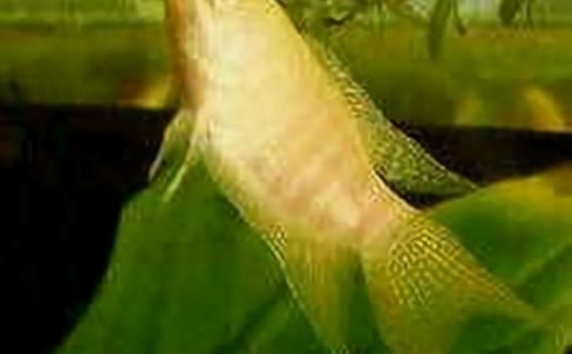 白兔鱼身份信息