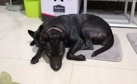 小狗犯错后躲在狗妈妈背后,小目光太搞笑!狗妈:看谁敢动我娃!