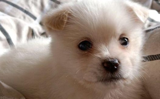 流浪犬糊里糊涂地追着过路人讨食吃，被一脚踢翻后狗狗猛然一脸憋屈