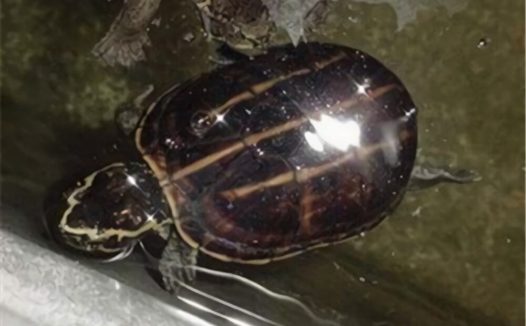 果核泥龟身份信息