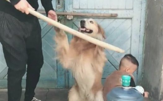 小孩犯错误父亲拿着木棍要打小孩,狗子:亲生父母的,别打过!