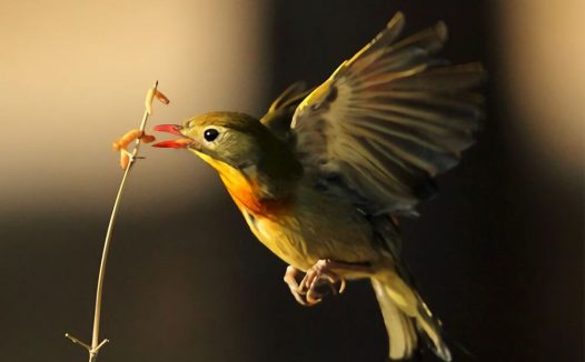 相思鸟身份信息