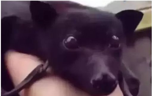 网友说他养了一只超乖的黑色小狗，可仔细一看，这货不是狗吧