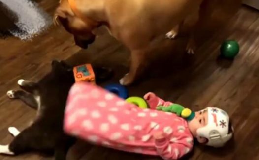 小主人误伤到猫咪, 猫咪却报复狗狗, 主人说出原因后评论炸锅了!