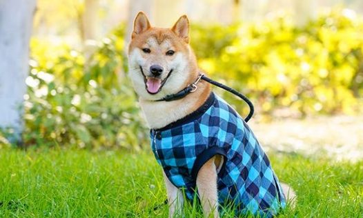 定点大小便训练，25天纠正柴犬随处大小便不良行为