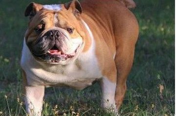 斗牛犬变成痴汉，狂盯路边美女，当发现主人时立马见鬼式垮脸？