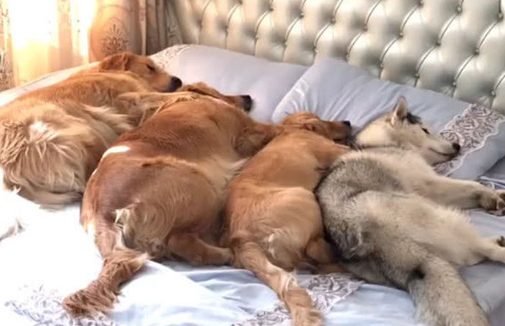 狗狗四兄弟躺在床上睡,回过头看男主角在沙发上睡,谁影响力高很显著了