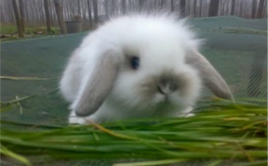 宾尼垂耳兔身份信息