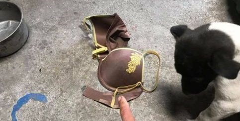 狗狗散步叼回这个 饲主看见不知怎么跟邻居解释