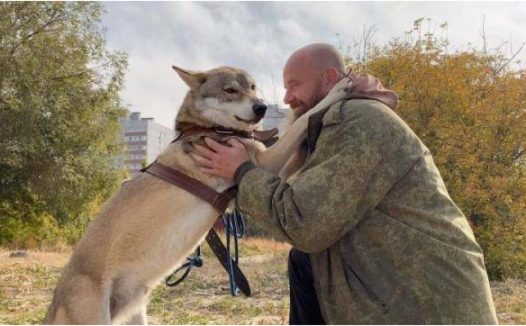 狼窝被捣留下窝小狼，领一只回家当狗养，还发掘出嗅探犬的潜质