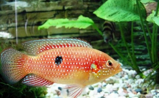 红宝石鱼身份信息