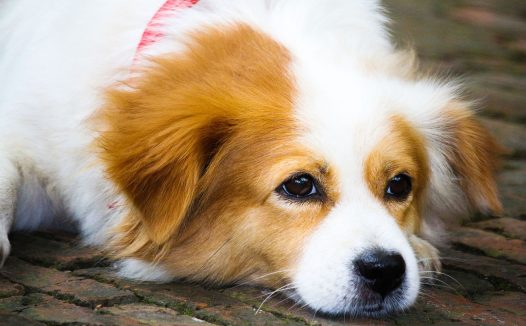 狗狗总是爱斜眼看人是什么原因？其实看完真相就会让你哭笑不得