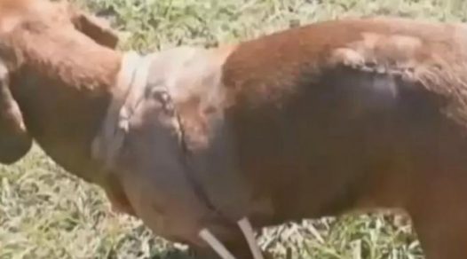 腊肠犬义无反顾与黑熊搏杀,主人因而得救,小狗却身负受伤