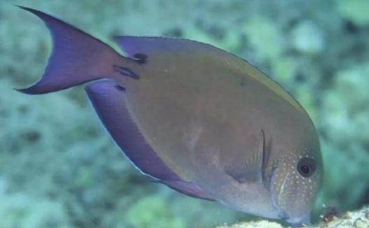 熏衣草吊身份信息