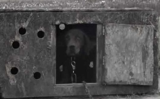 主人离世被遗弃的狗狗找到新家后不断的撒娇卖萌