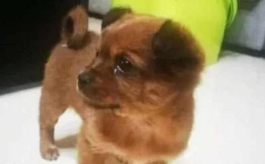 邻居买只金毛，便将养两年的田园犬抛弃，狗狗迷茫的眼神让人心疼