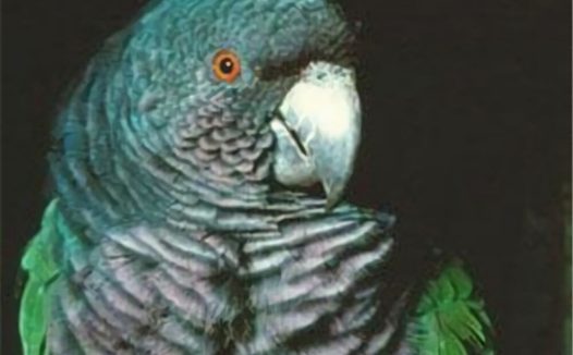 帝王亚马逊鹦鹉身份信息