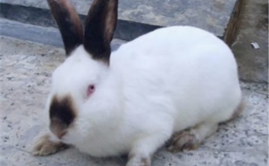 喜马拉雅兔身份信息