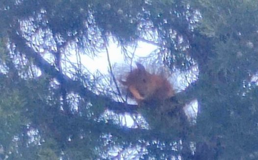 寻宠行业调查:找猫找狗近10年,发现还是人最难找