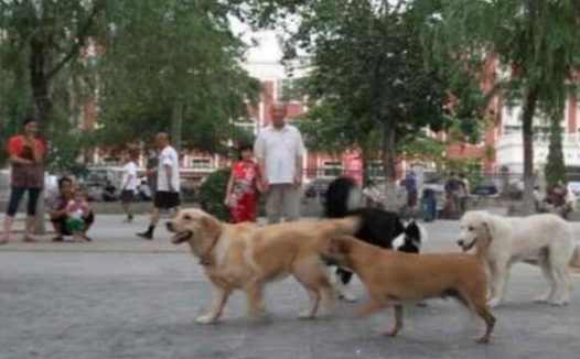 狗患严重,宠物行业失序,文明养狗需要《宠物法》立法