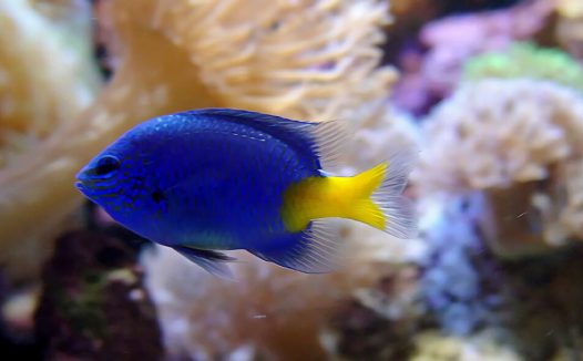 黄尾蓝魔鬼身份信息