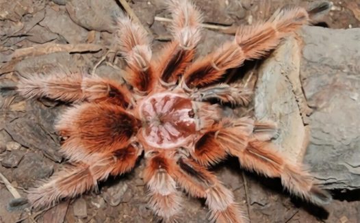 红玫瑰蜘蛛身份信息