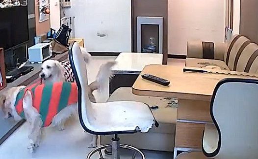 肉搜这个小变态!黄金猎犬被汪妹强行脱衣