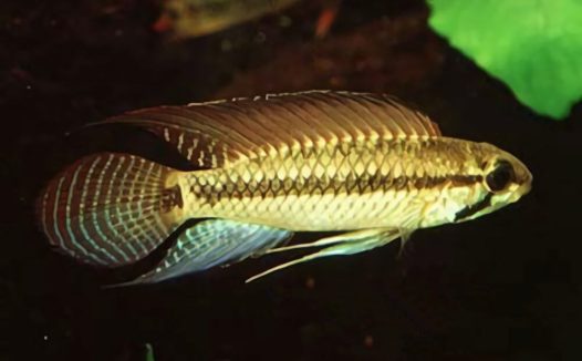 红珍珠短鲷身份信息