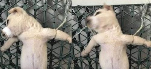 报复爱狗人士阻路 冷血男竟残忍解剖活狗