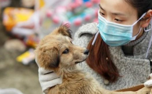 狗肉贩子入狱并罚500多万！这样的狗肉你还吃吗？