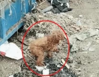 女孩在垃圾桶中捡到一只“猴子”，回家发现是一只狗，富人最喜欢