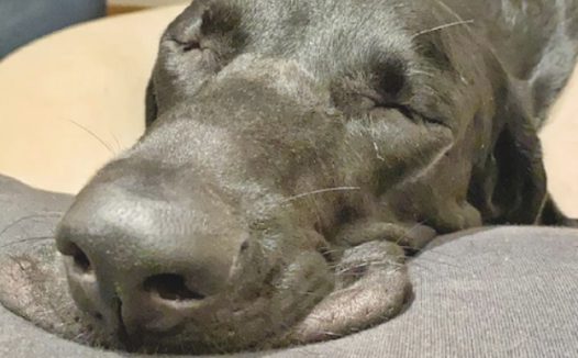 狗狗将头放到沙发上入睡，嘴唇压得都摊成一块了，很想摸一摸呀！