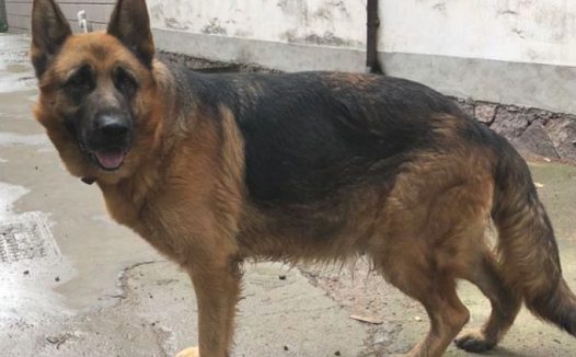 老狗看门就是说令人安心,德牧都早已7岁了,家中有它很安心