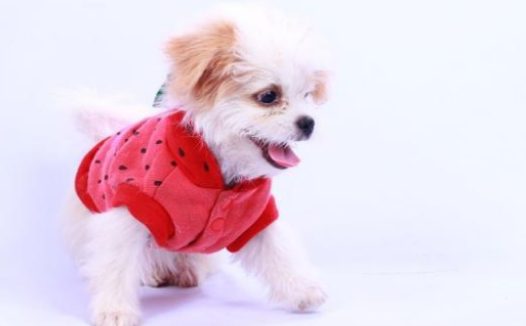 狗狗被遗弃后患上焦虑症，爱上穿衣服，暖心主人为其打造专属衣柜