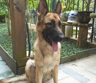 爱犬走丢 狗主人微信圈散步消息2天找回