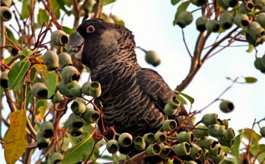 红尾黑凤头鹦鹉身份信息