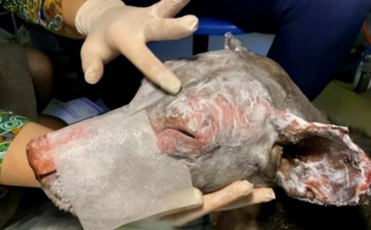 怀孕狗狗冲进火场救出主人,结果却惨遭遗弃:治疗费用太高了