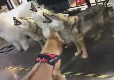 狗狗淡定从容适应假狼，却被假老虎狮子吓坏，狗脸都被丢光了！