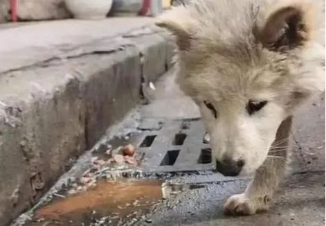 狗狗因“呕吐”被赶出家门,忠诚没换来照顾,它的眼里只剩绝望……