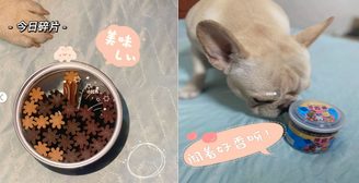 哈利与疯狂小狗的故事!