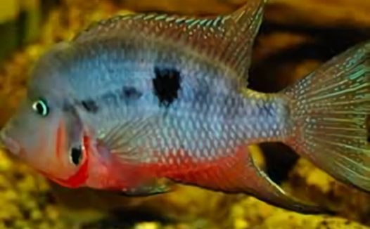 火口鱼身份信息