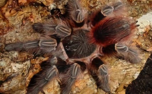 玻利维亚红尾身份信息