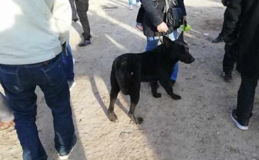 买主已经购买的黑狼犬却因自己力气小带不走，无奈让卖家帮忙！