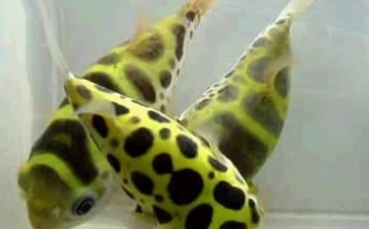 潜水艇鱼身份信息