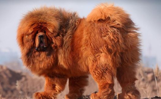 1.4万只百万猛宠，如今流落野外伤人咬狗！藏獒为何跌下神坛？