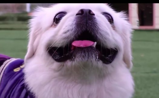 京巴犬被遗弃在厕所，看了纸条上的内容让人心酸，主人也是被迫的