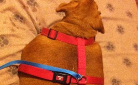 狗狗长期被喂披萨和速食,胖到25斤被迫减肥,节食手术双管齐下