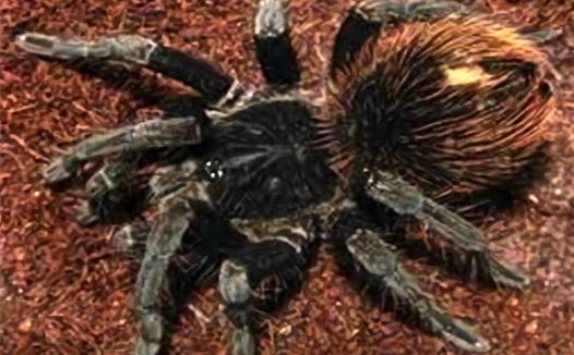 哥伦比亚黑巨人身份信息